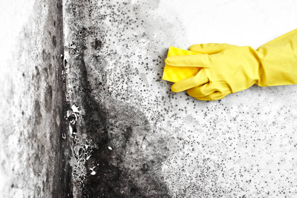 Professional Mold Remediation in Pleasant Hill, CA