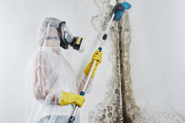 Best HVAC Mold Remediation in Pleasant Hill, CA