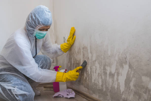 Best White Mold Remediation in Pleasant Hill, CA