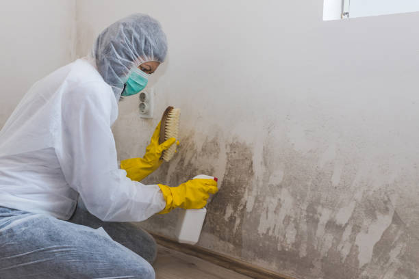 Best Emergency Mold Remediation in Pleasant Hill, CA