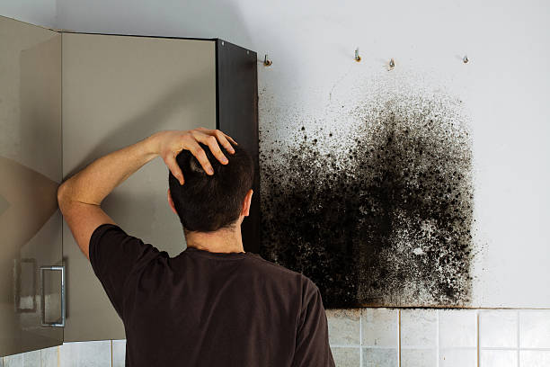 Best Attic Mold Remediation in Pleasant Hill, CA