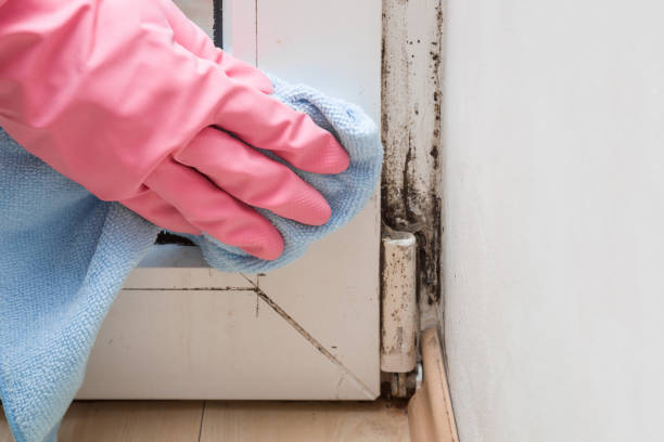 Best Residential Mold Remediation in Pleasant Hill, CA