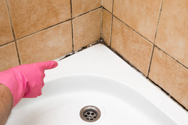 Best Industrial Mold Remediation in Pleasant Hill, CA